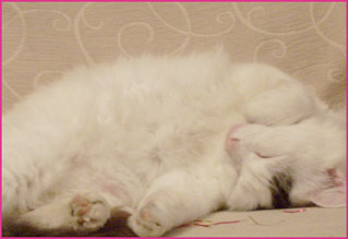 chat