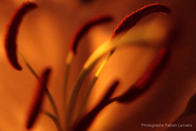 photo copyright reveille ta vie