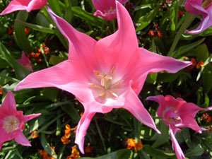 fleur
