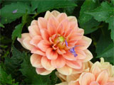 fleur