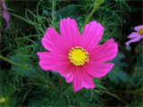 fleur