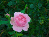 fleur