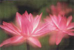 programme tantra