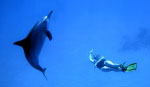 nager avec les dauphins