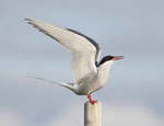 oiseau en Islande