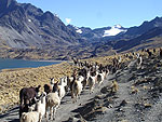 bolivie