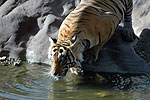 tigre