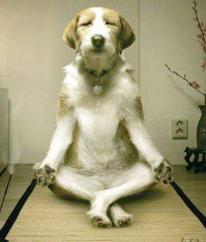 chien