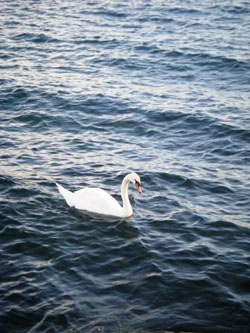 cygne