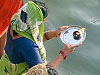 inde