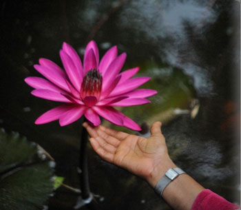 Souffrir de solitude Lotus