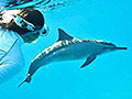 nager avec les dauphins