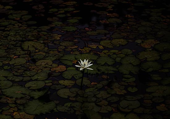 lumière de lotus