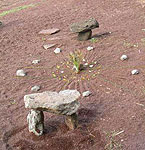 Nature Conscience et Chamanisme