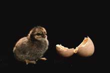 oiseau