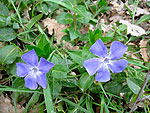 fleurs du printemps
