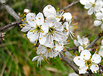 fleurs du printemps