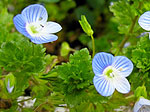 fleurs du printemps