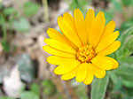 fleurs du printemps