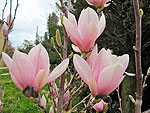 fleurs du printemps