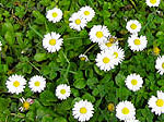 fleurs du printemps