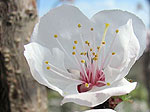 fleurs du printemps