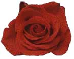mystic rose