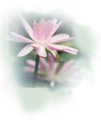 fleurs