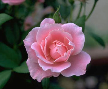 La Mystic Rose