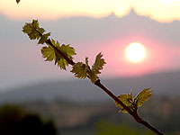 colline et cyprès