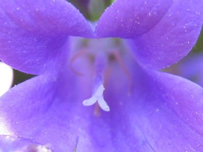 une fleur