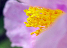 fleur