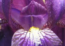fleur
