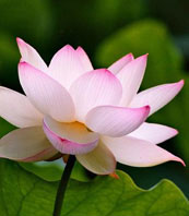 lotus
