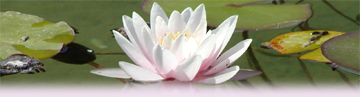 lotus