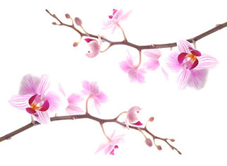 arbre en fleurs