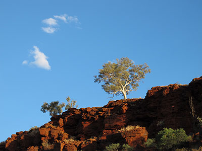 arbre-karijini