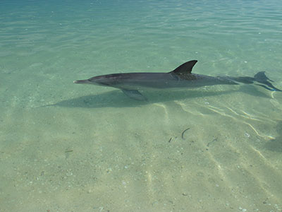 dauphin