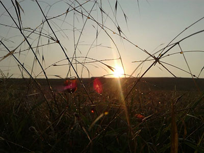 nature