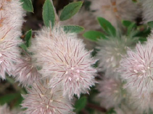fleurs