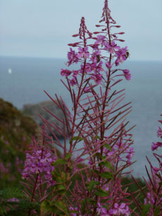 fleurs