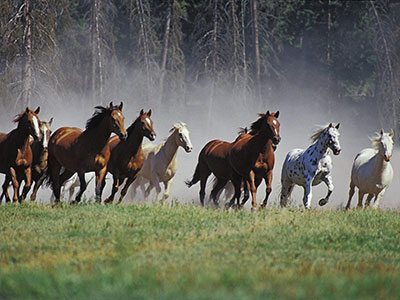 chevaux