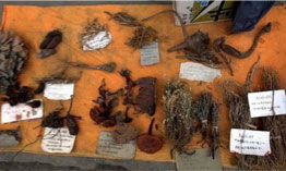 Diététique Taoïste et saveurs Méditerranéennes