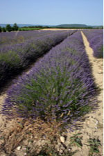 lavande