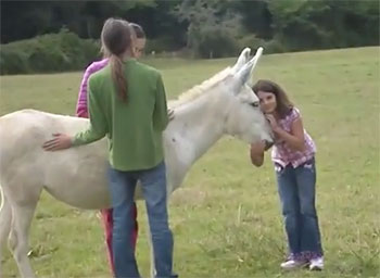 retrouver sa Nature Divine
à travers les Chevaux