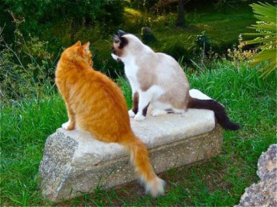 chats