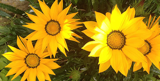fleurs