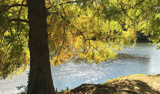 arbre