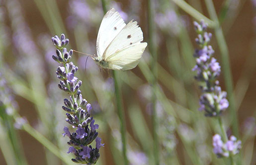 papillon
