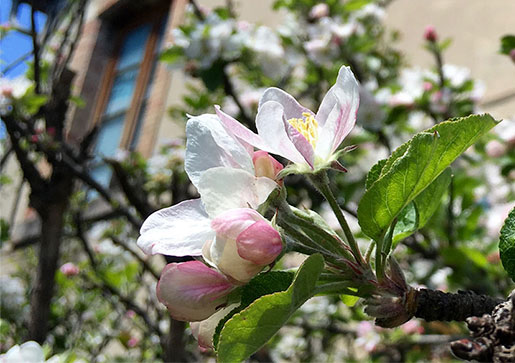 fleurs dans le couple